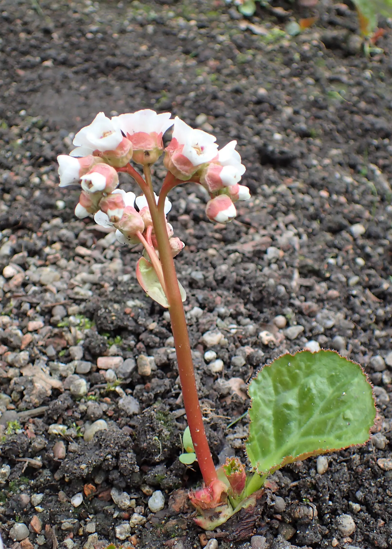 Winter Begonia (Bergenia Ciliata) — scientifically known as Bergenia ciliata; ground cover / perennial with pink and white blooms