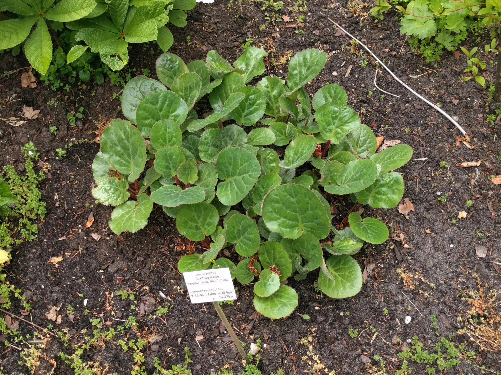 Winter Begonia (Bergenia Ciliata) — with a comparable spread of 18 to 24 inches; ground cover / perennial for full or half