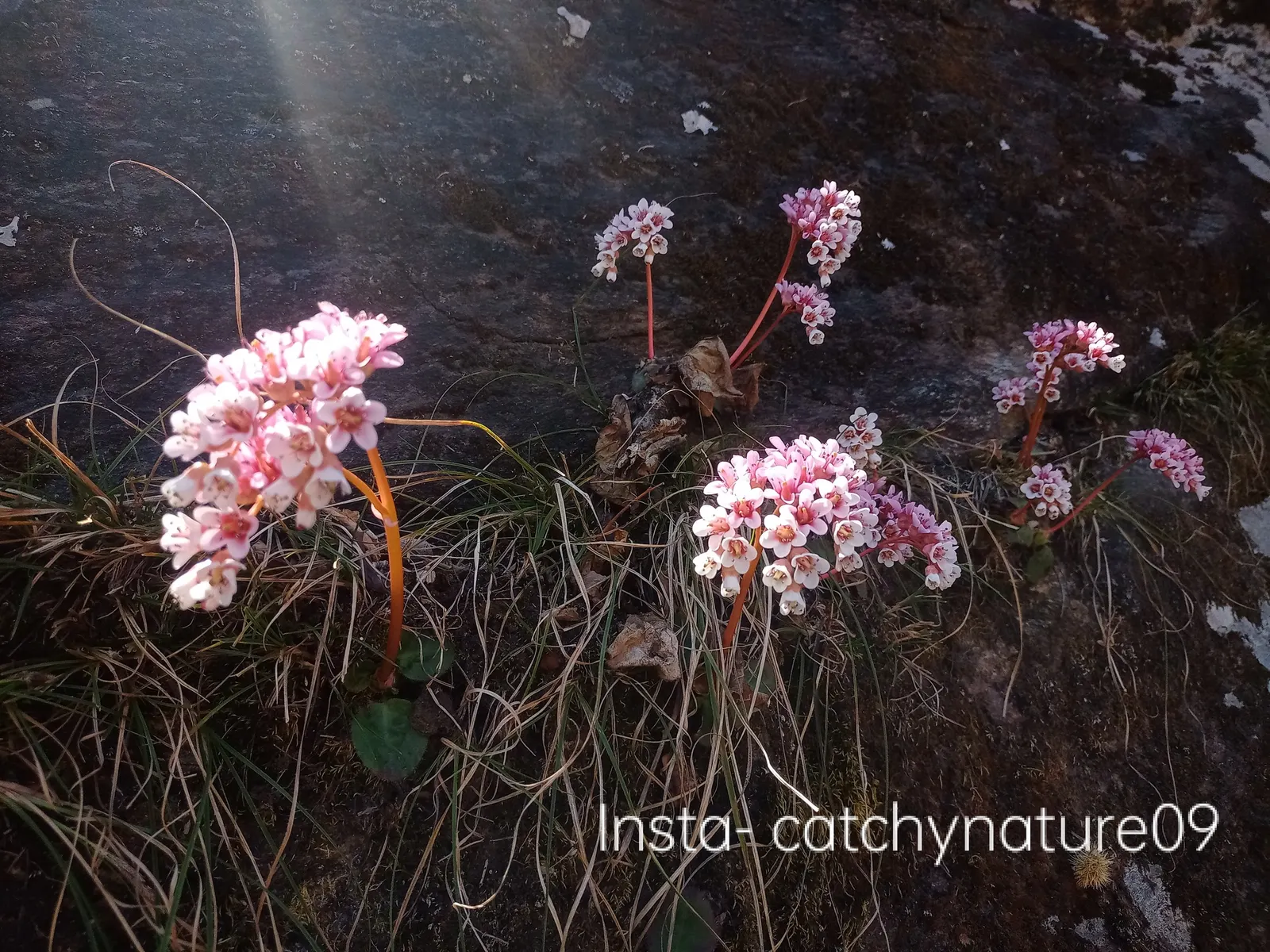 Winter Begonia (Bergenia Ciliata) — Regular watering is essential, especially during prolonged dry spells, to keep the plant looking its best