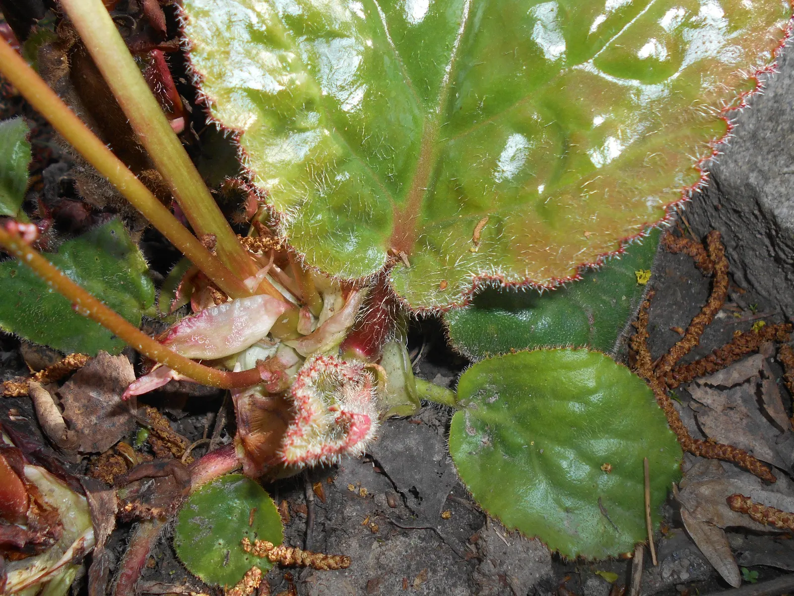 Winter Begonia (Bergenia Ciliata) — Winter Begonia, 'Bergenia ciliata', thrives in USDA zones 3-8; preferring partial shade and moist, well-draining soil, it's