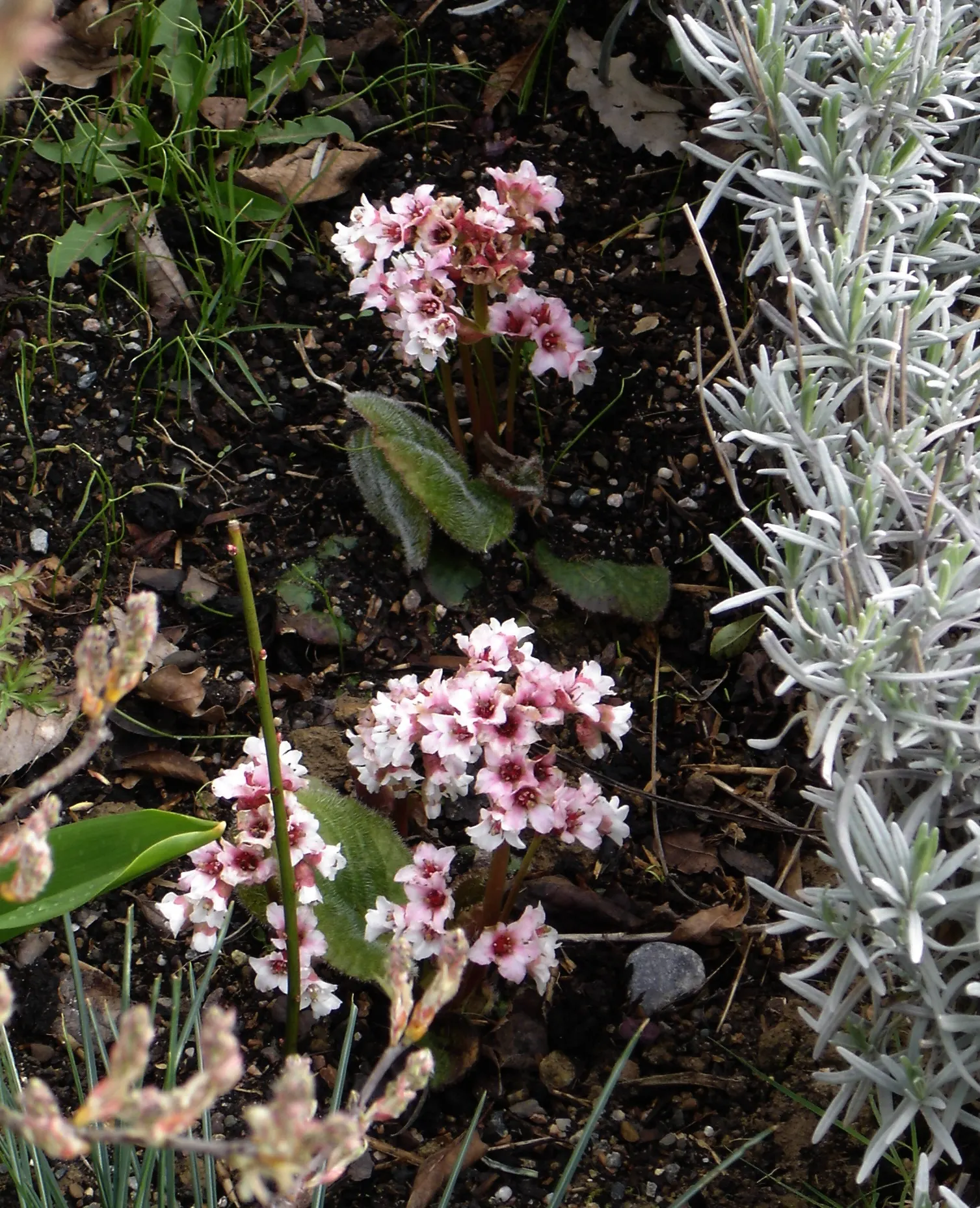 Winter Begonia (Bergenia Ciliata) — In early spring, pink blossoms atop 12-inch stalks enliven the garden; though it will tolerate some morning sun