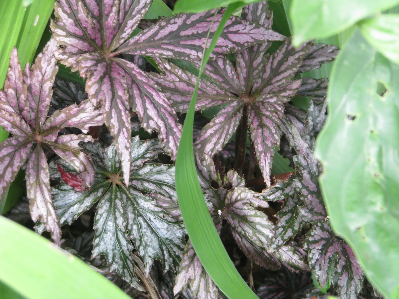 Winter Begonia (Bergenia Ciliata) — pink and white flowers in the garden