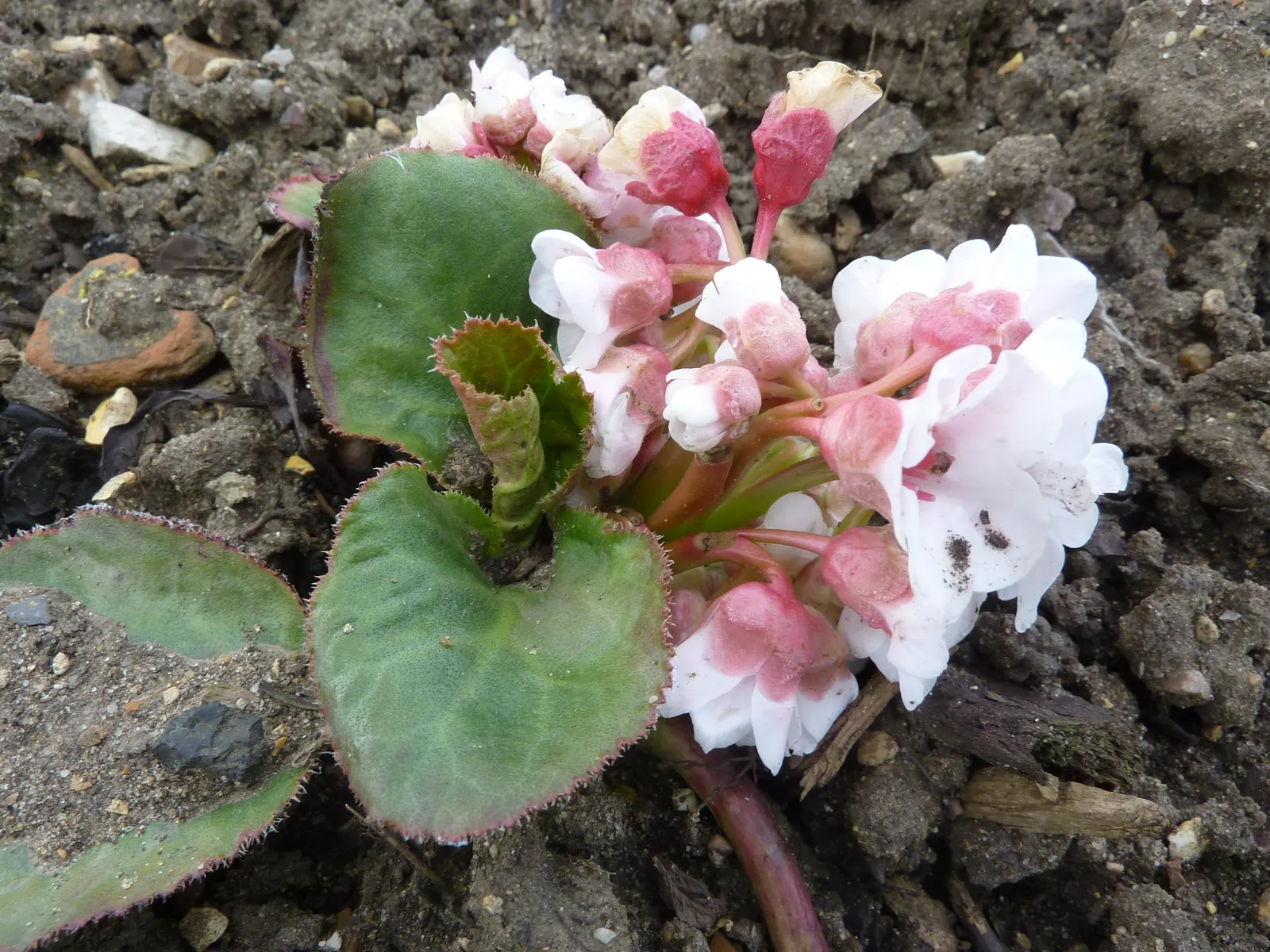 Winter Begonia (Bergenia Ciliata) — scientifically known as Bergenia ciliata