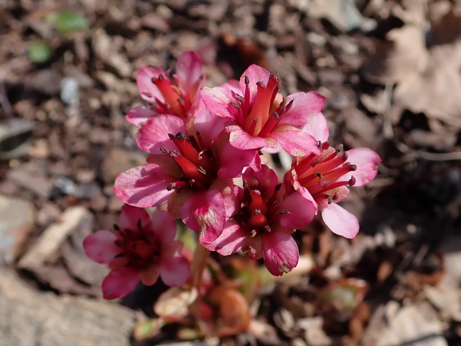 Winter Begonia (Bergenia Ciliata) — it should be planted in well-drained