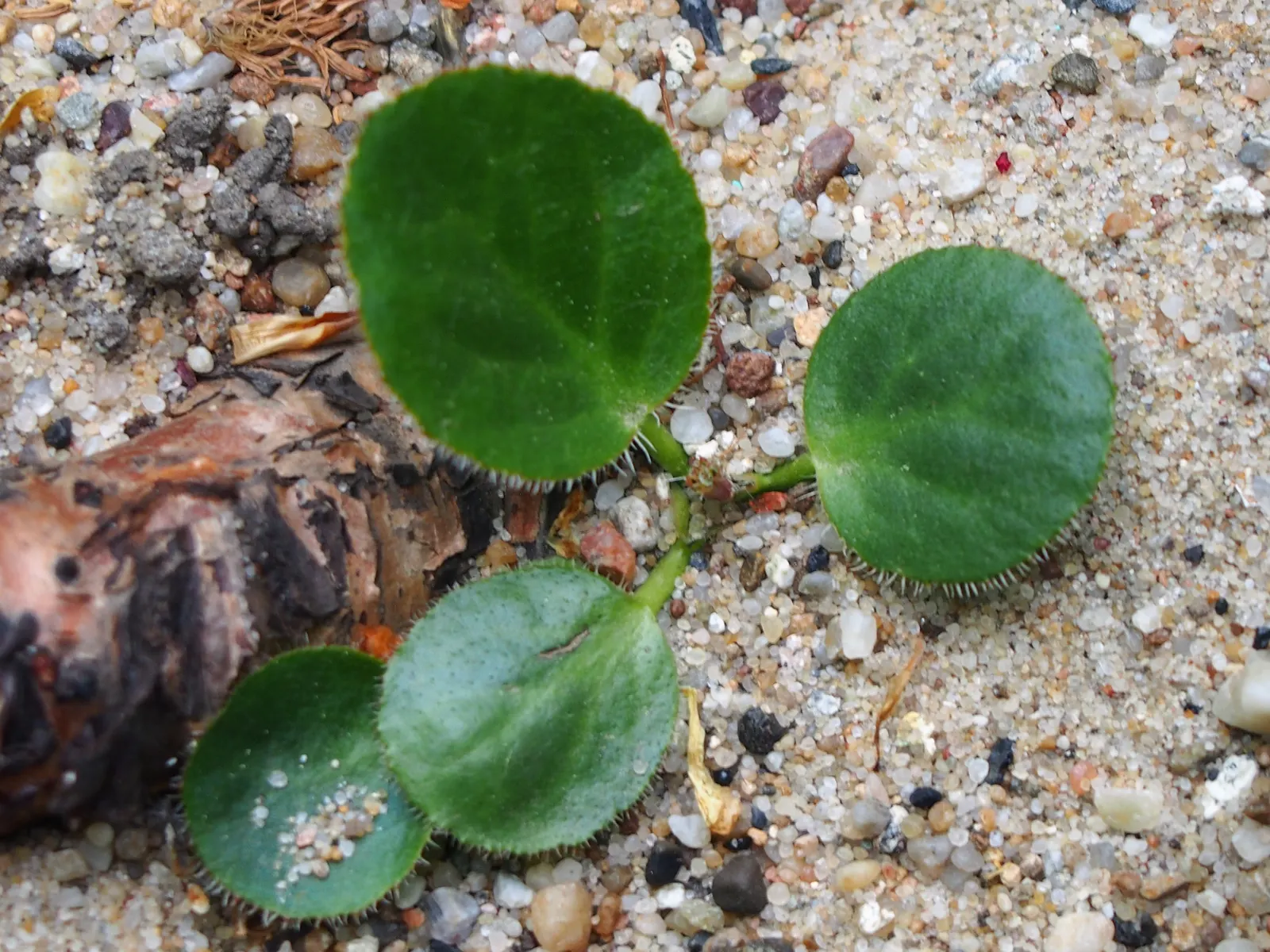 Winter Begonia (Bergenia Ciliata) — ground cover / perennial with pink and white blooms