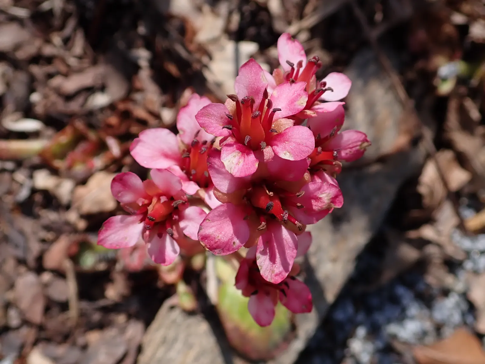 Winter Begonia (Bergenia Ciliata) — This robust groundcover typically reaches a height of about 12 to 18 inches