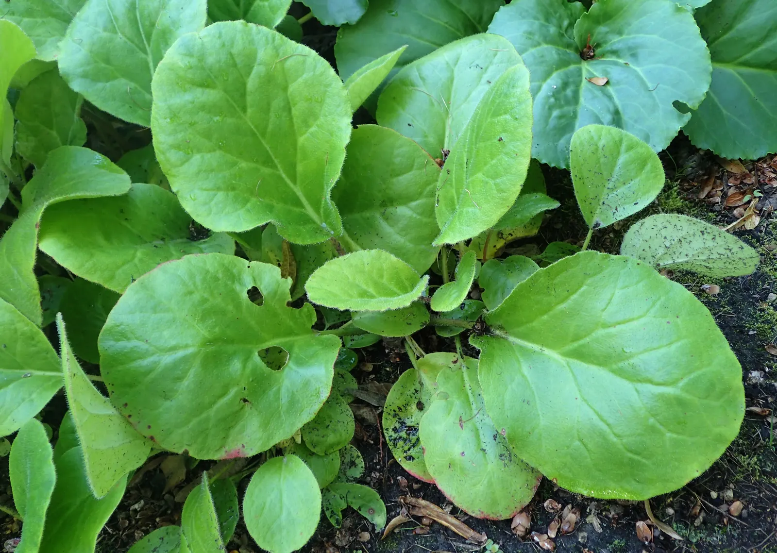 Winter Begonia (Bergenia Ciliata) — it requires minimal upkeep; with a comparable spread of 18 to 24 inches