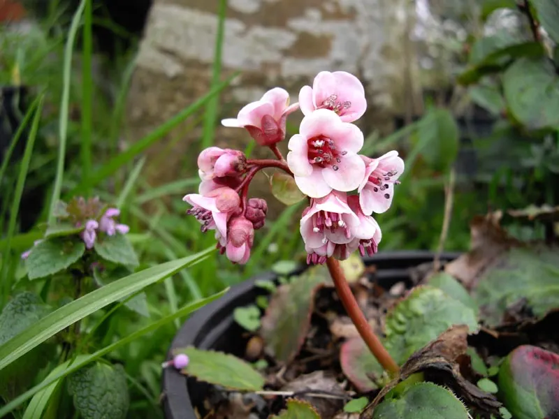 Winter Begonia (Bergenia Ciliata) — This perennial showcases rounded, evergreen foliage, reaching 1-1.5 ft tall with a similar spread