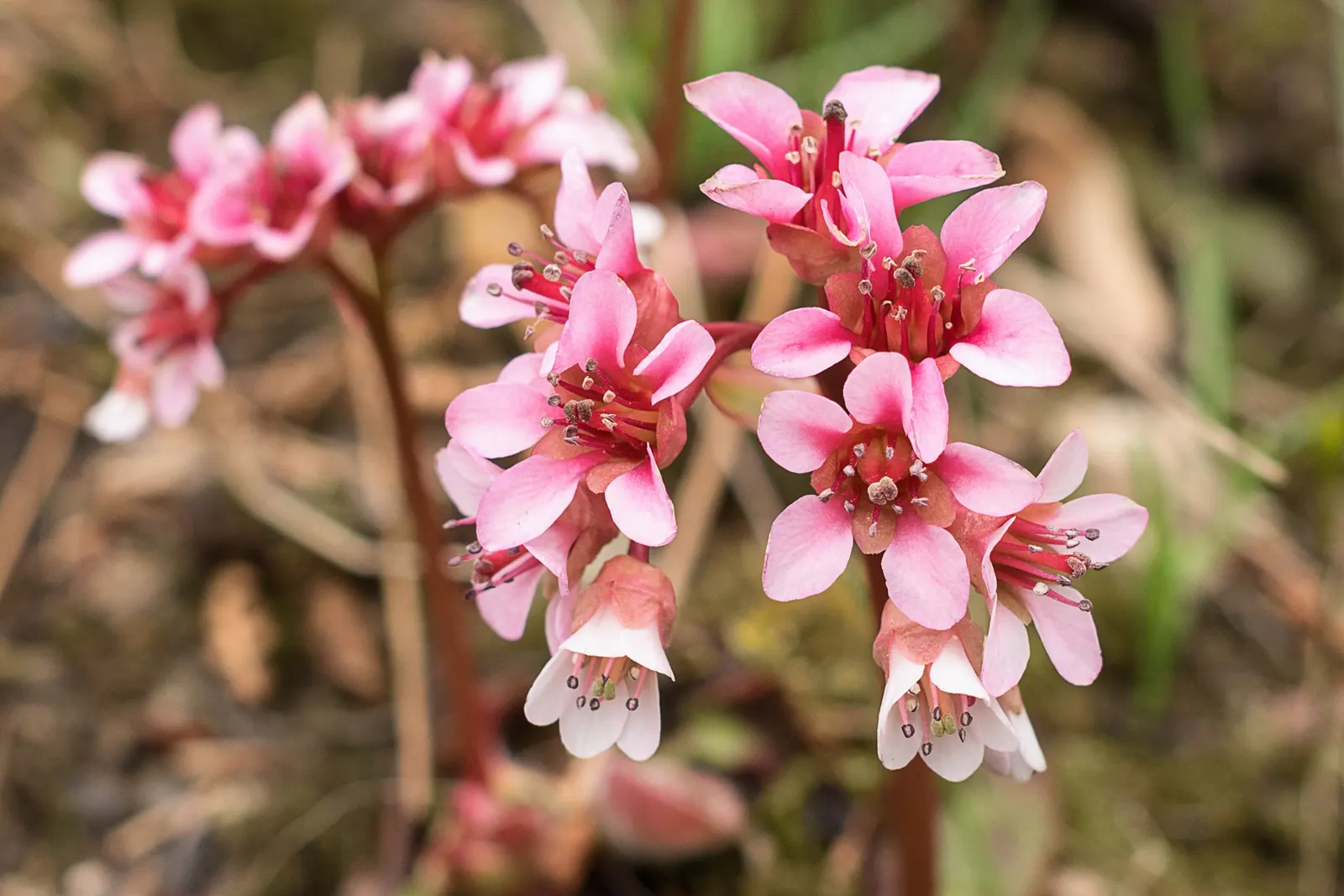 Winter Begonia (Bergenia Ciliata) — it requires minimal upkeep