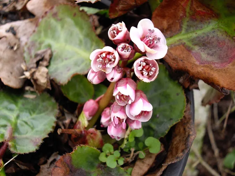Winter Begonia (Bergenia Ciliata) — offering a striking contrast against the barren winter landscape, image 41