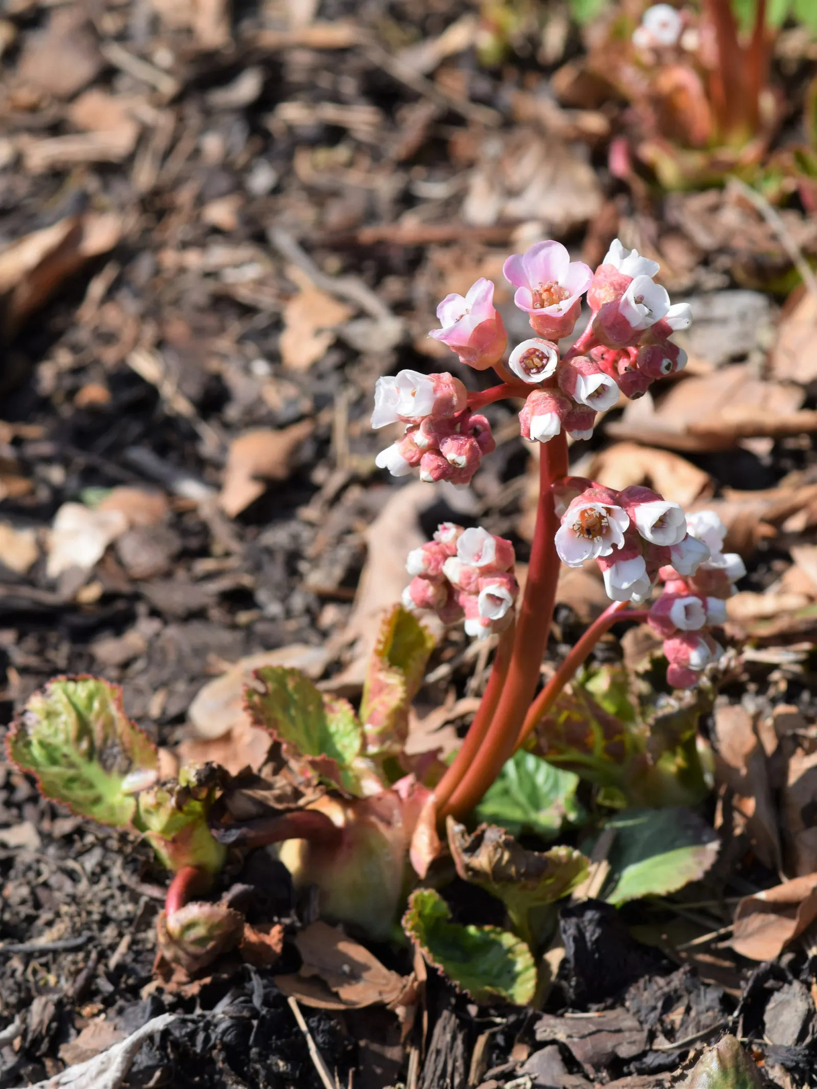 Winter Begonia (Bergenia Ciliata) — offering a striking contrast against the barren winter landscape