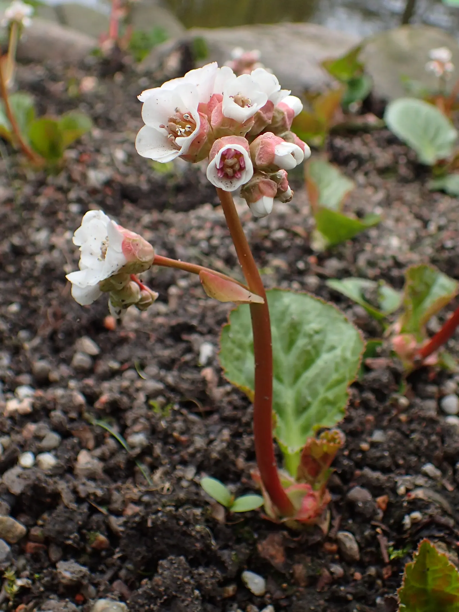 Winter Begonia (Bergenia Ciliata) — transitioning from green in the summer to reddish-bronze hues during the colder months; making it a charming addition to