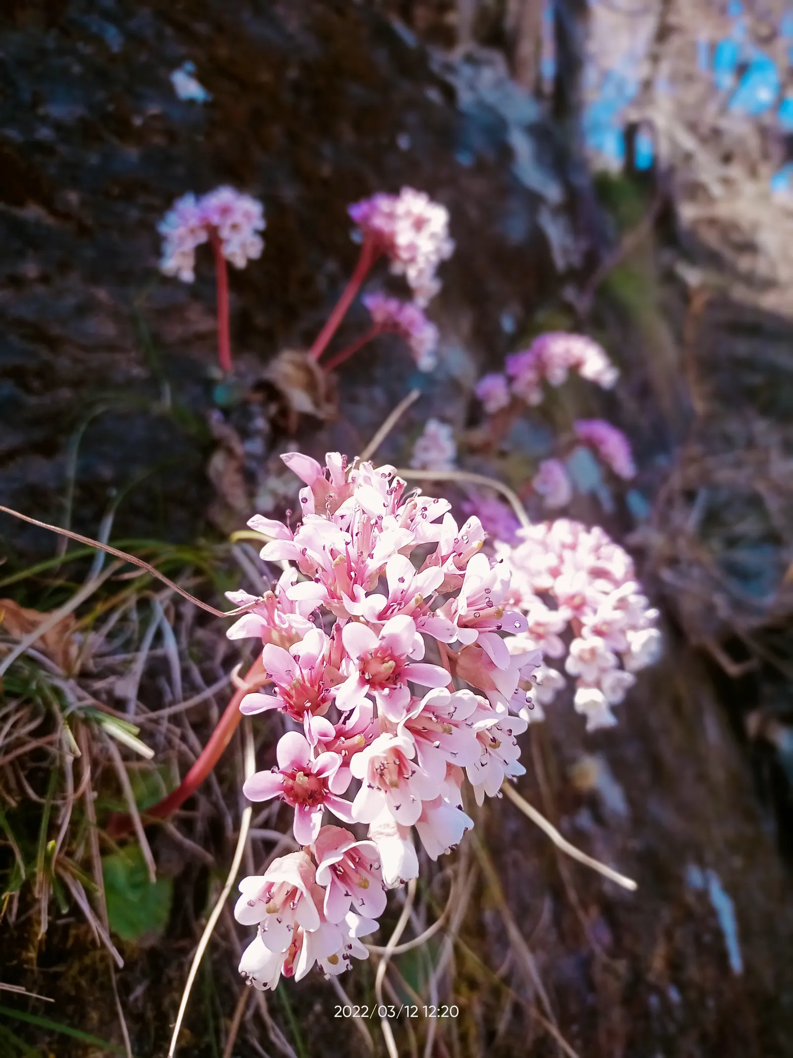 Winter Begonia (Bergenia Ciliata) — with a comparable spread of 18 to 24 inches