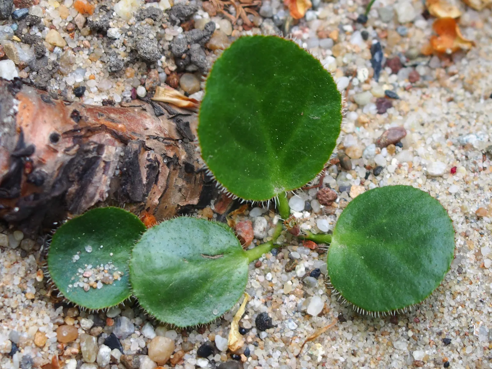 Winter Begonia (Bergenia Ciliata) — Drought-tolerant once established