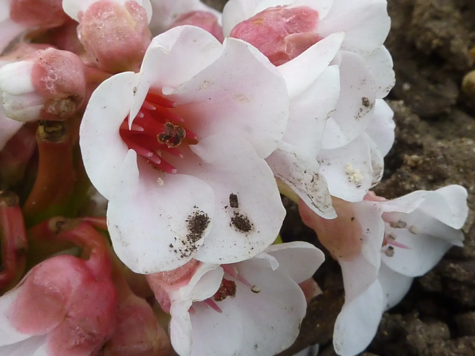 Winter Begonia (Bergenia Ciliata) — and as groundcover beneath shade trees
