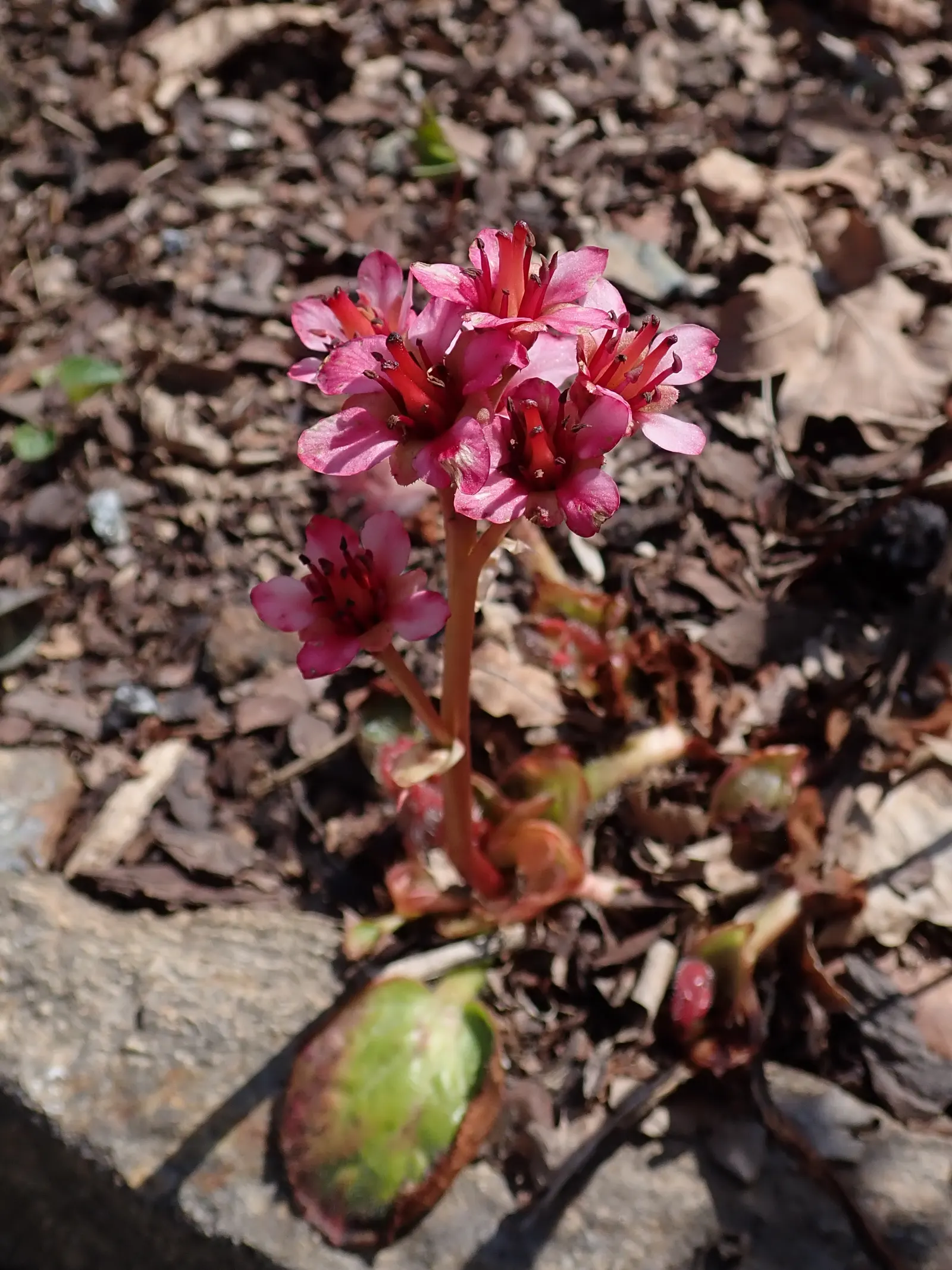 Winter Begonia (Bergenia Ciliata) — adding a burst of color on flower stalks that can rise a foot above the foliage