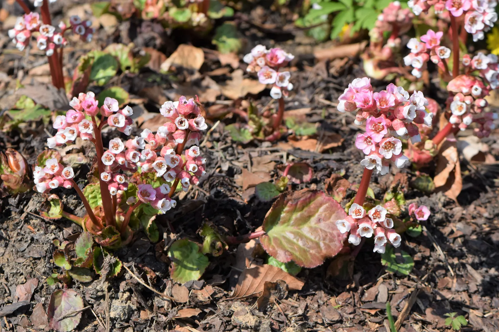 Winter Begonia (Bergenia Ciliata) — Winter Begonia, 'Bergenia ciliata', thrives in USDA zones 3-8
