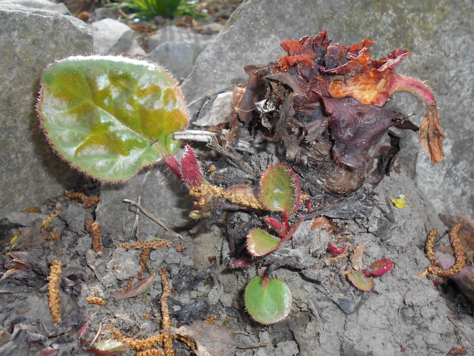 Winter Begonia (Bergenia Ciliata) — making it a charming addition to low-maintenance landscapes; it should be planted in well-drained