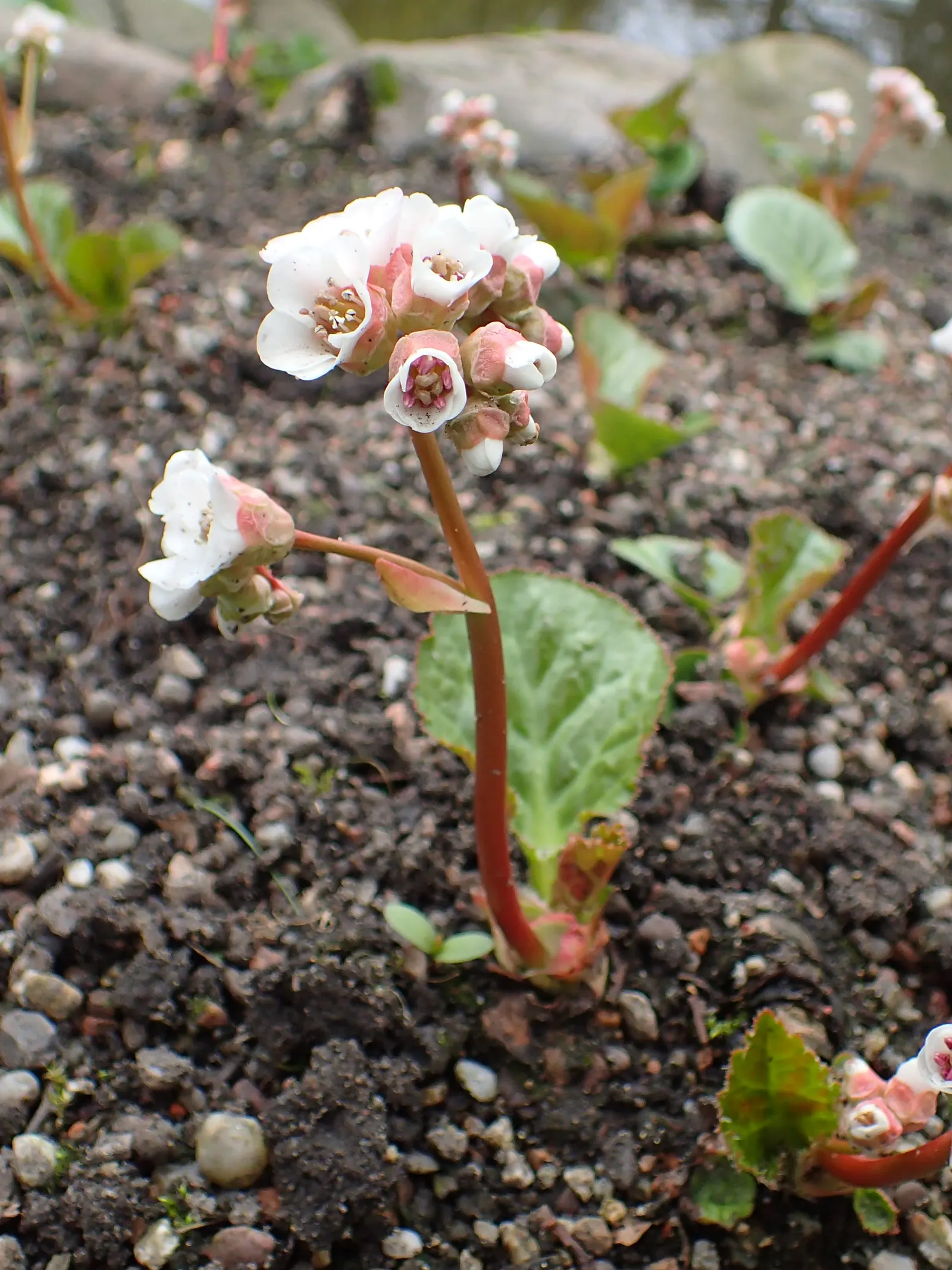 Winter Begonia (Bergenia Ciliata) — Preferring partial shade and moist, well-draining soil, it's ideal as groundcover or in woodland settings; pink and white