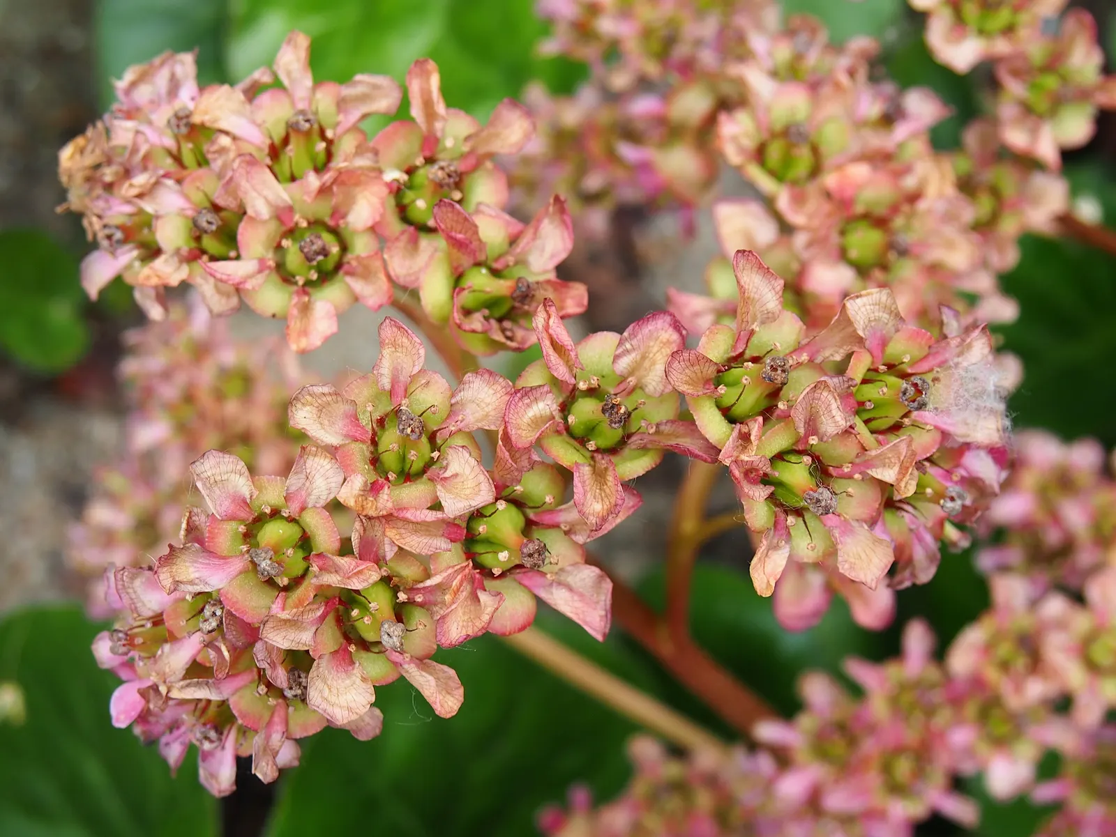 Winter Begonia (Bergenia Ciliata) — Winter Begonia produces dense clusters of pink to rosy-purple flowers