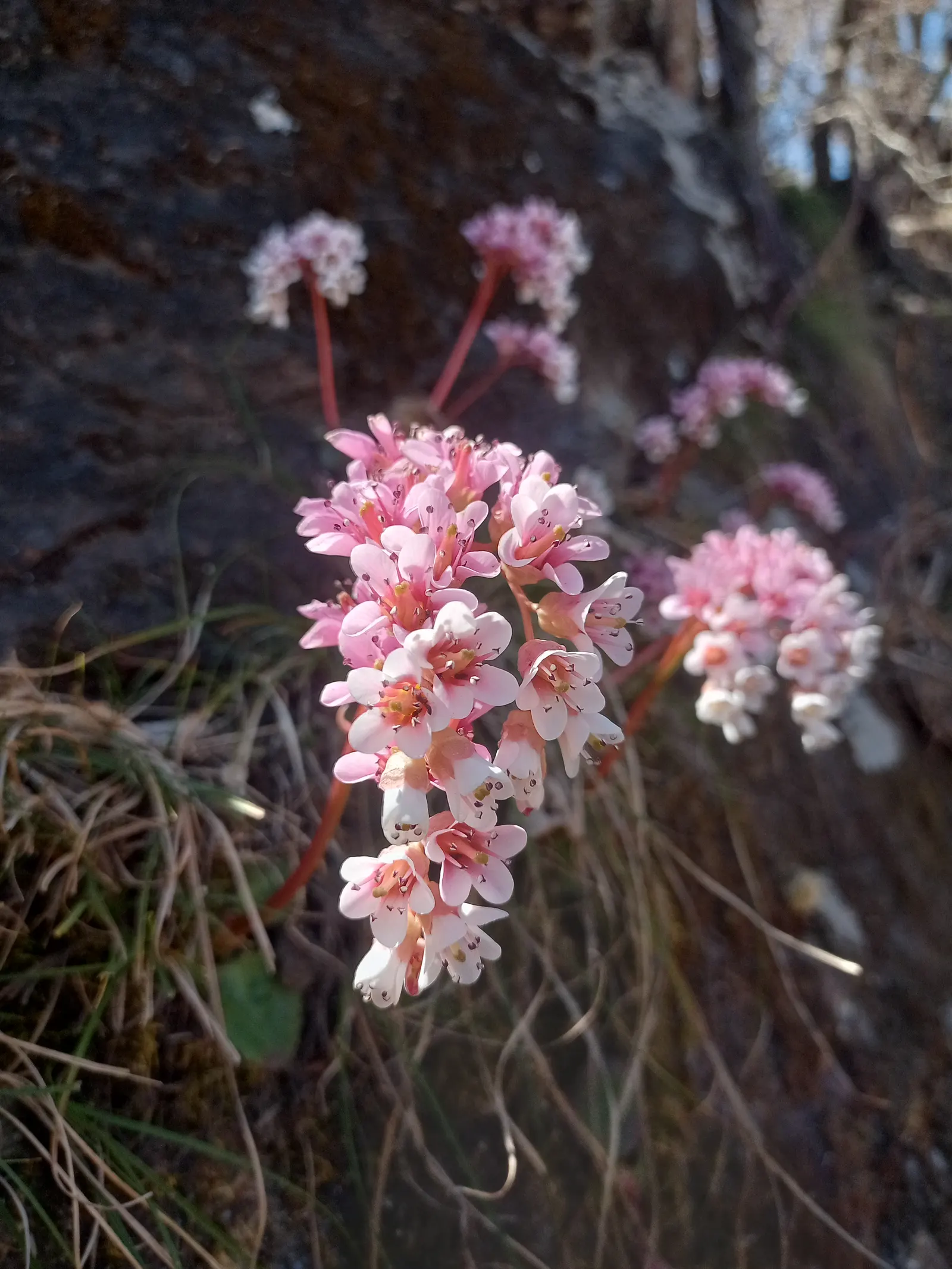Winter Begonia (Bergenia Ciliata) — This perennial showcases rounded, evergreen foliage, reaching 1-1.5 ft tall with a similar spread; this robust groundcover