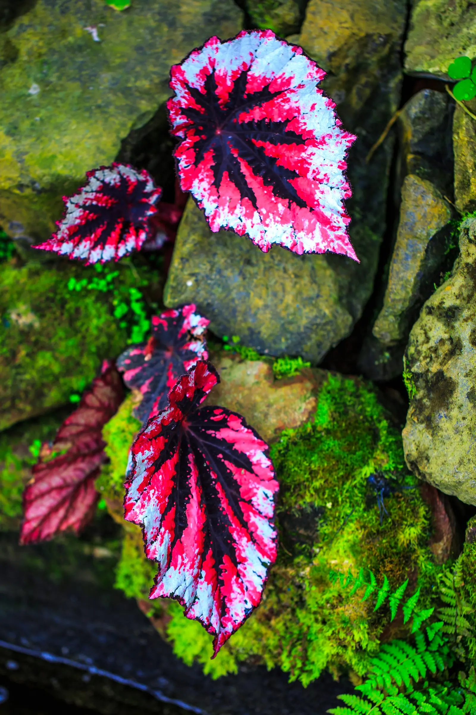 Winter Begonia (Bergenia Ciliata) — is an evergreen perennial that offers both stunning foliage and charming blooms; it requires minimal upkeep