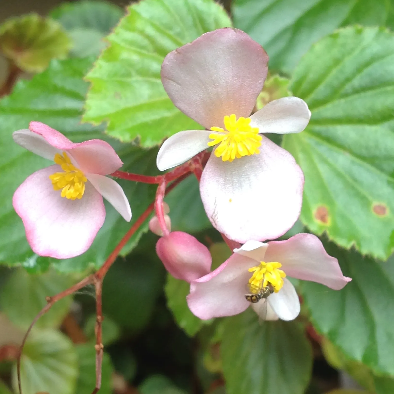 Winter Begonia (Bergenia Ciliata) — Drought-tolerant once established, image 32