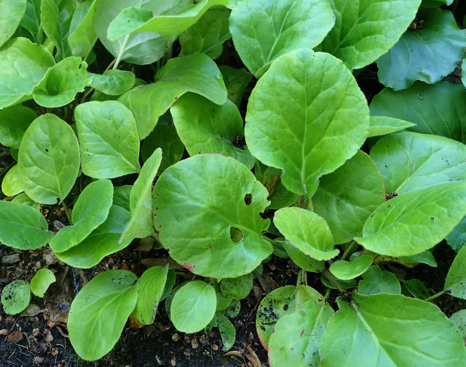 Winter Begonia (Bergenia Ciliata) — This plant's low-maintenance nature and resiliency to pests and diseases make it an ideal choice for gardens