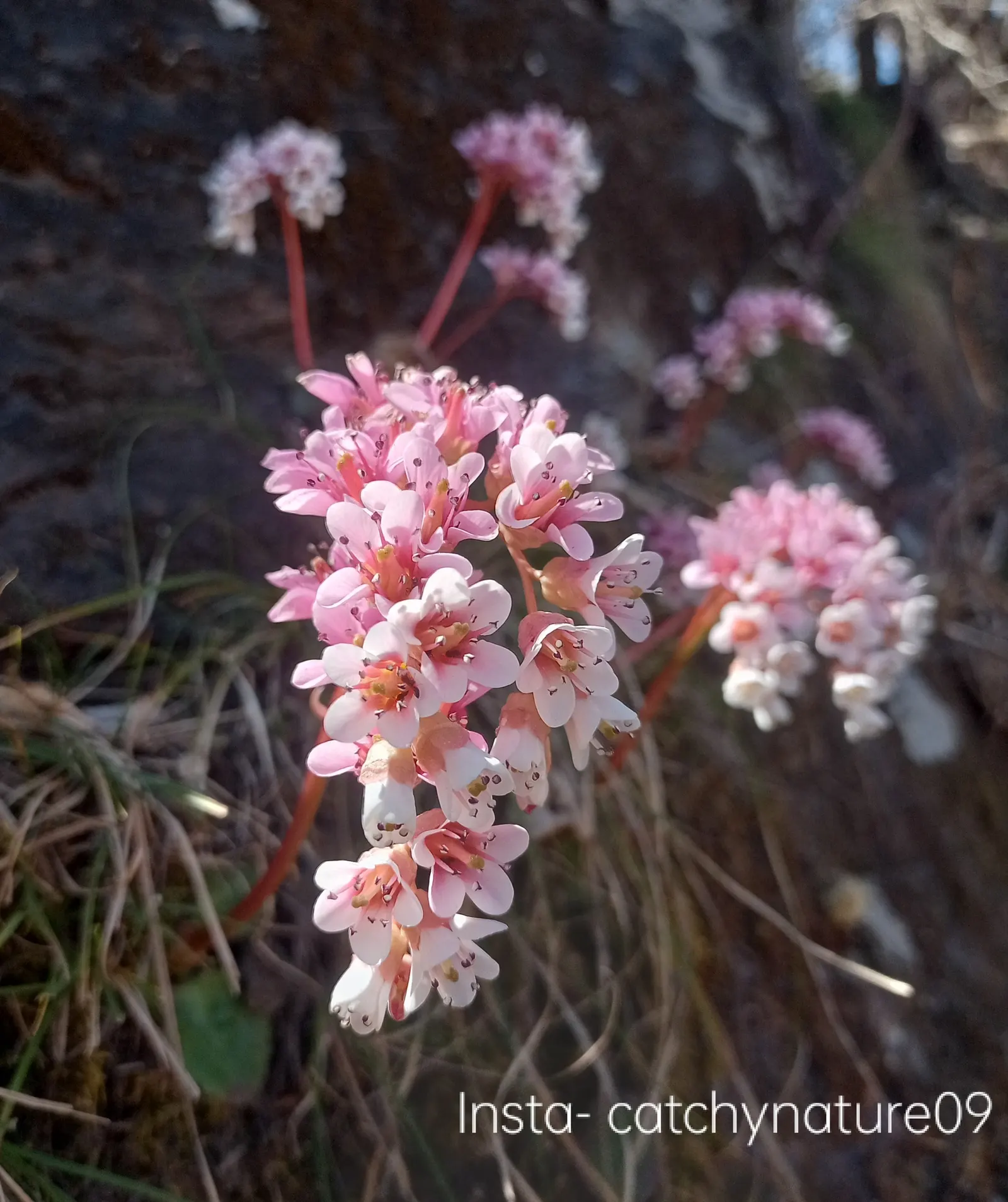 Winter Begonia (Bergenia Ciliata) — In early spring, pink blossoms atop 12-inch stalks enliven the garden