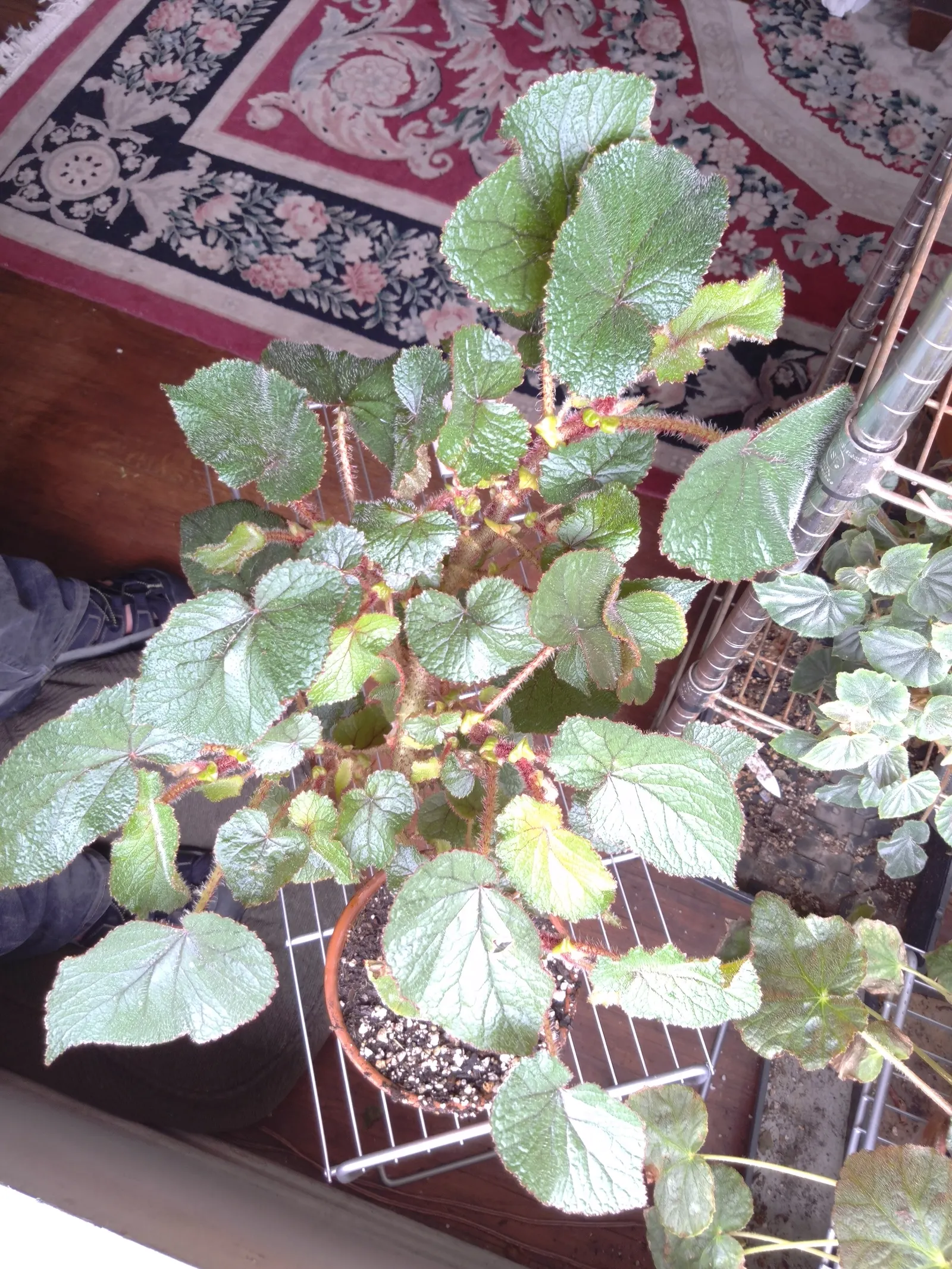 Winter Begonia (Bergenia Ciliata) — Preferring partial shade and moist, well-draining soil, it's ideal as groundcover or in woodland settings