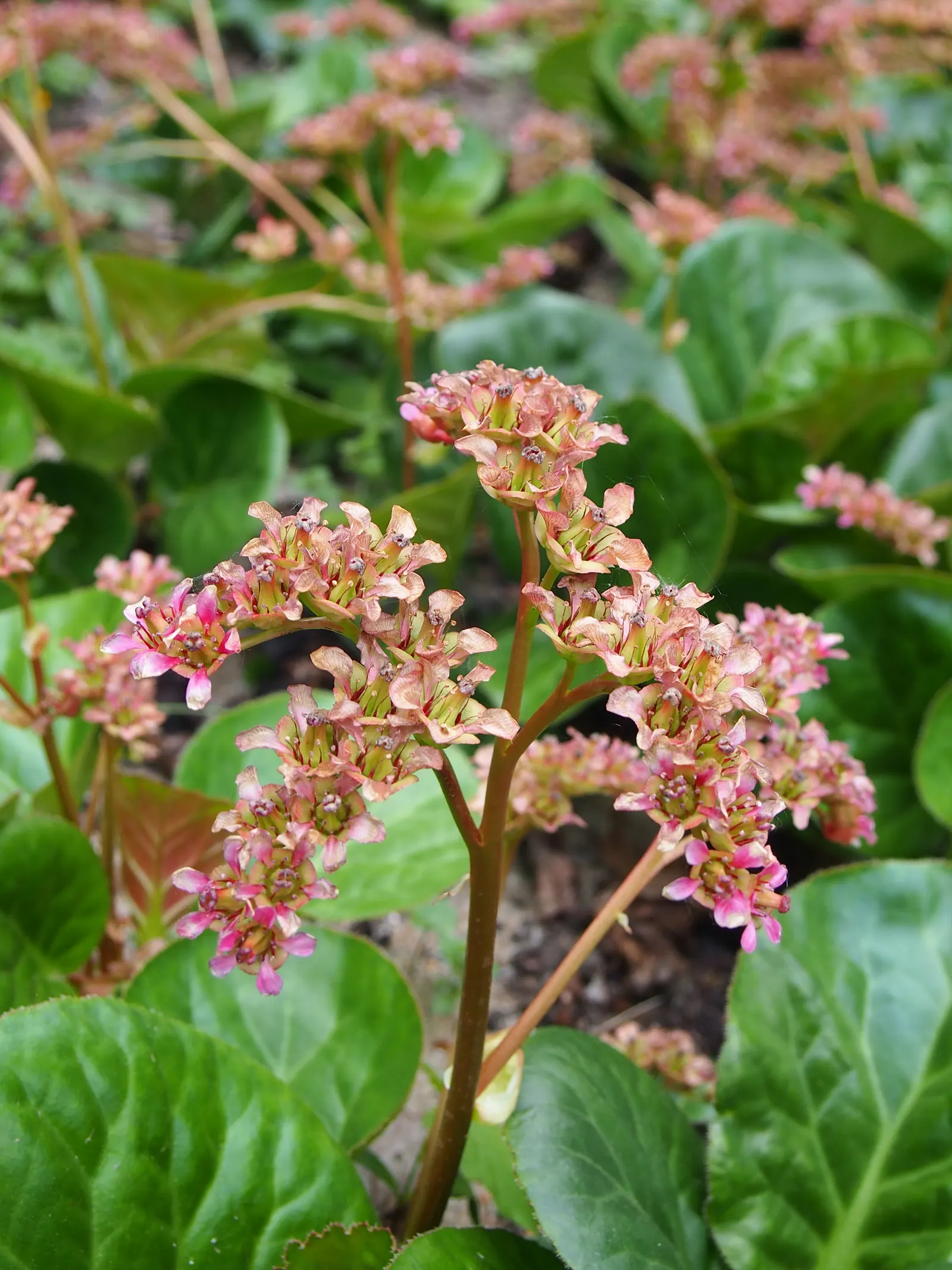 Winter Begonia (Bergenia Ciliata) — occasionally mulched to maintain soil moisture