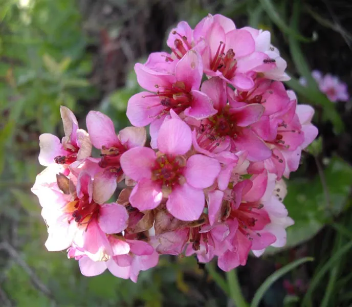 Winter Begonia (Bergenia Ciliata) — adding a burst of color on flower stalks that can rise a foot above the foliage; winter Begonia, 'Bergenia ciliata'