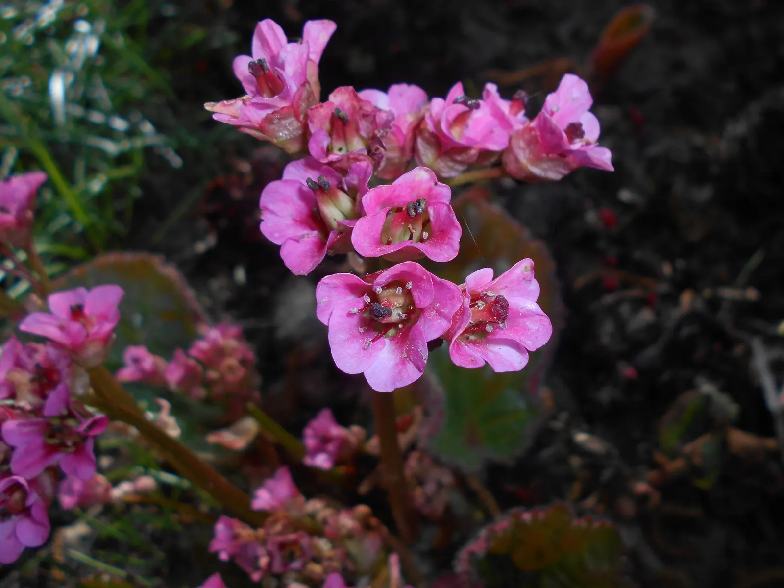 Winter Begonia (Bergenia Ciliata) — making it a captivating addition to any landscape design; transitioning from green in the summer to reddish-bronze hues