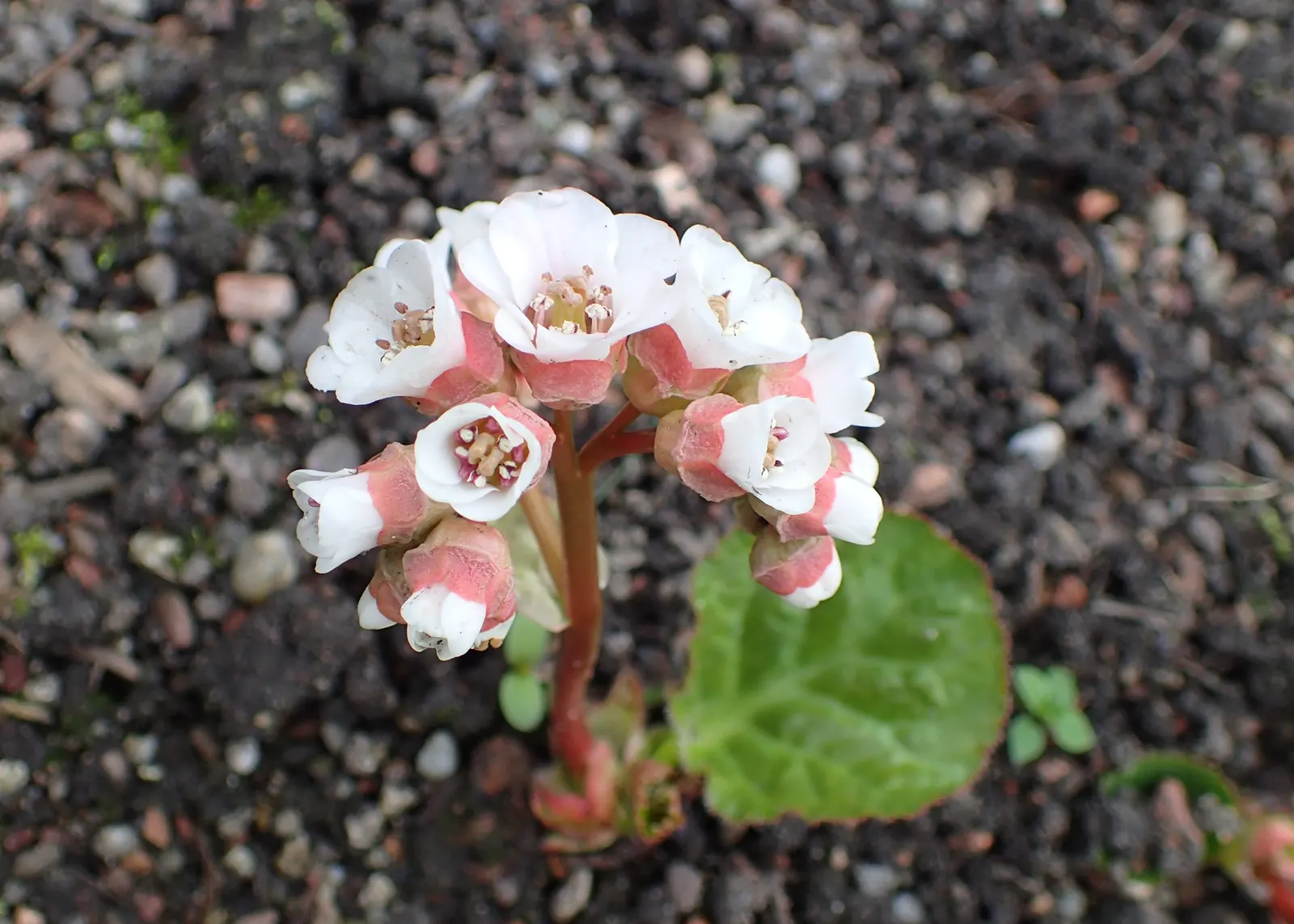 Winter Begonia (Bergenia Ciliata) — is an evergreen perennial that offers both stunning foliage and charming blooms