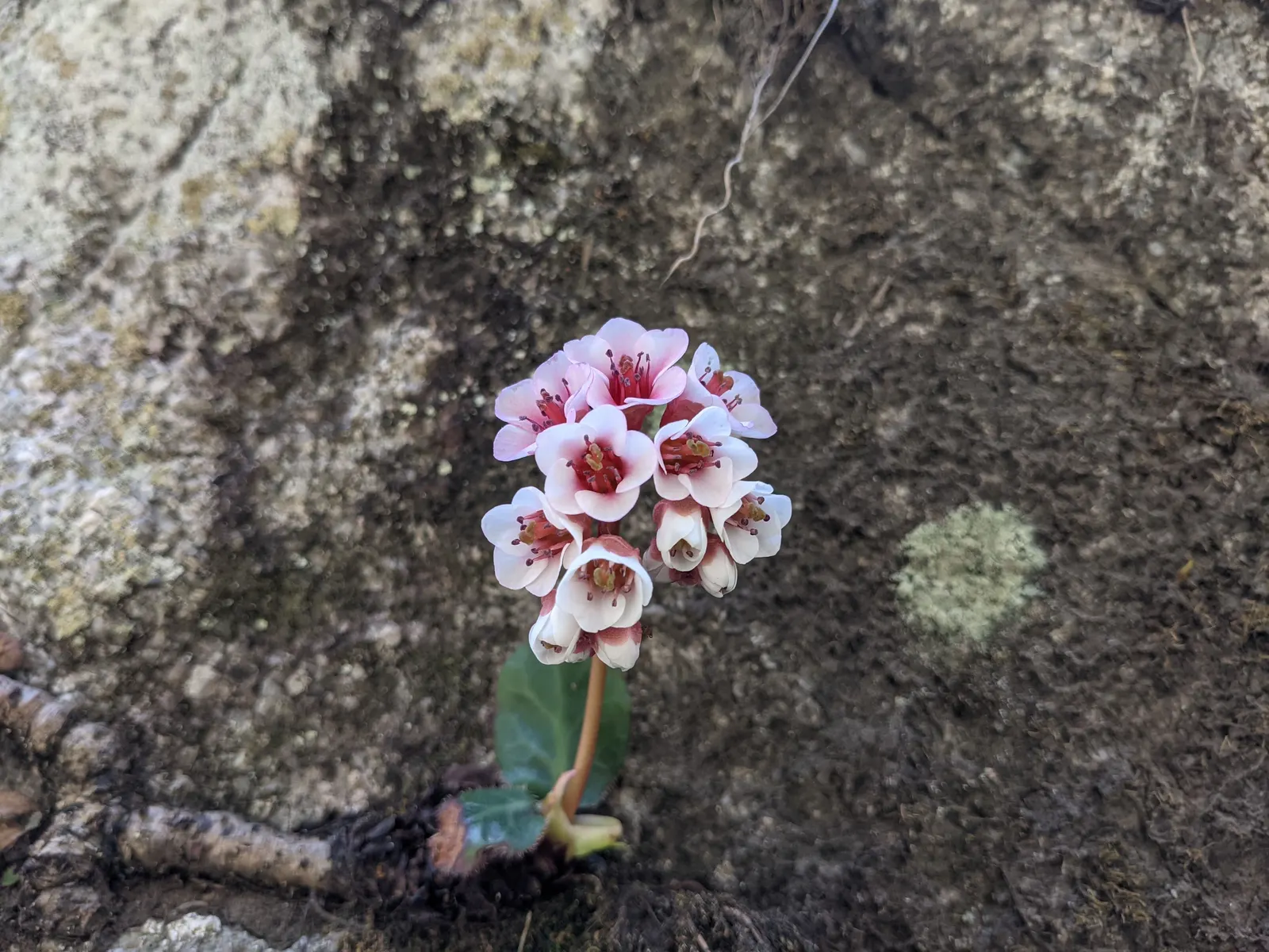 Winter Begonia (Bergenia Ciliata) — though it will tolerate some morning sun; winter Begonia produces dense clusters of pink to rosy-purple flowers