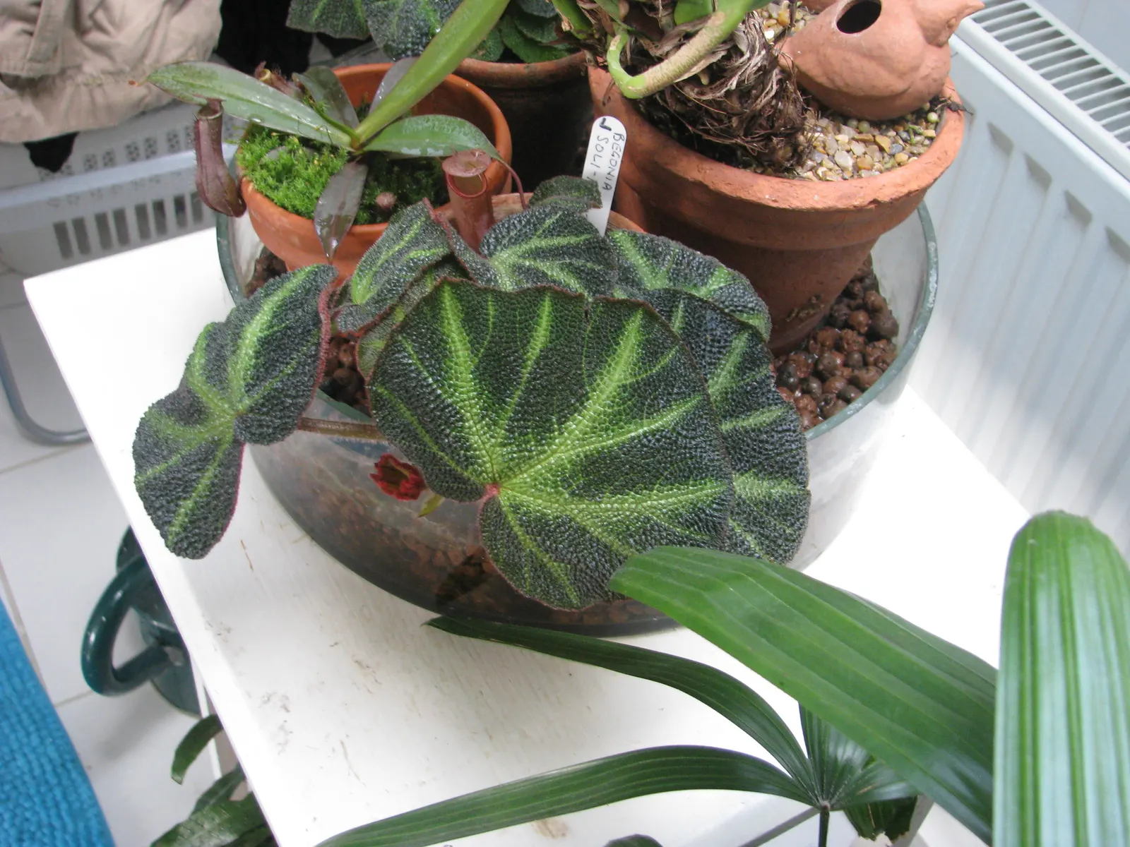 Winter Begonia (Bergenia Ciliata) — ground cover / perennial for full or half