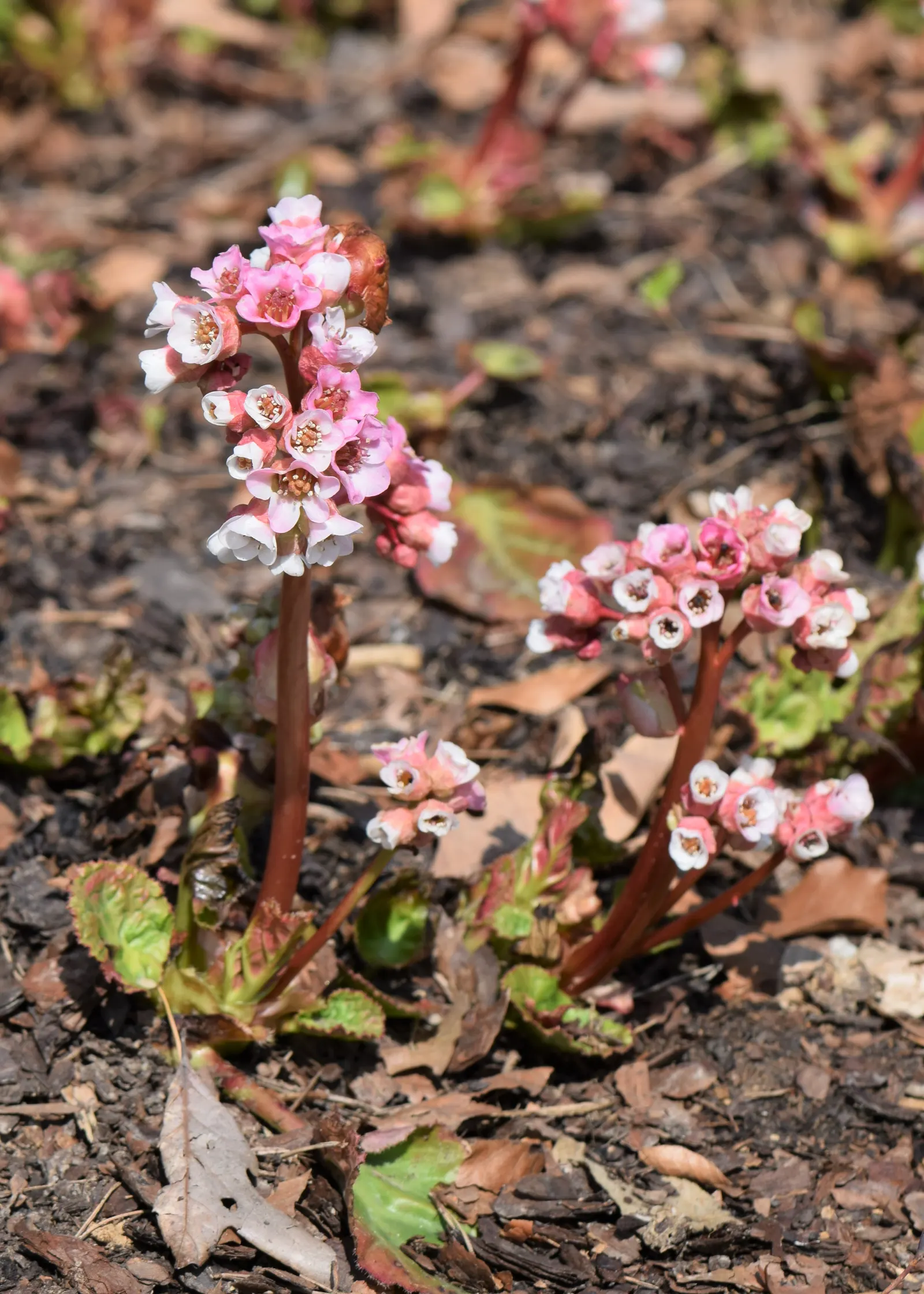 Winter Begonia (Bergenia Ciliata) — Each blossom measures approximately one inch