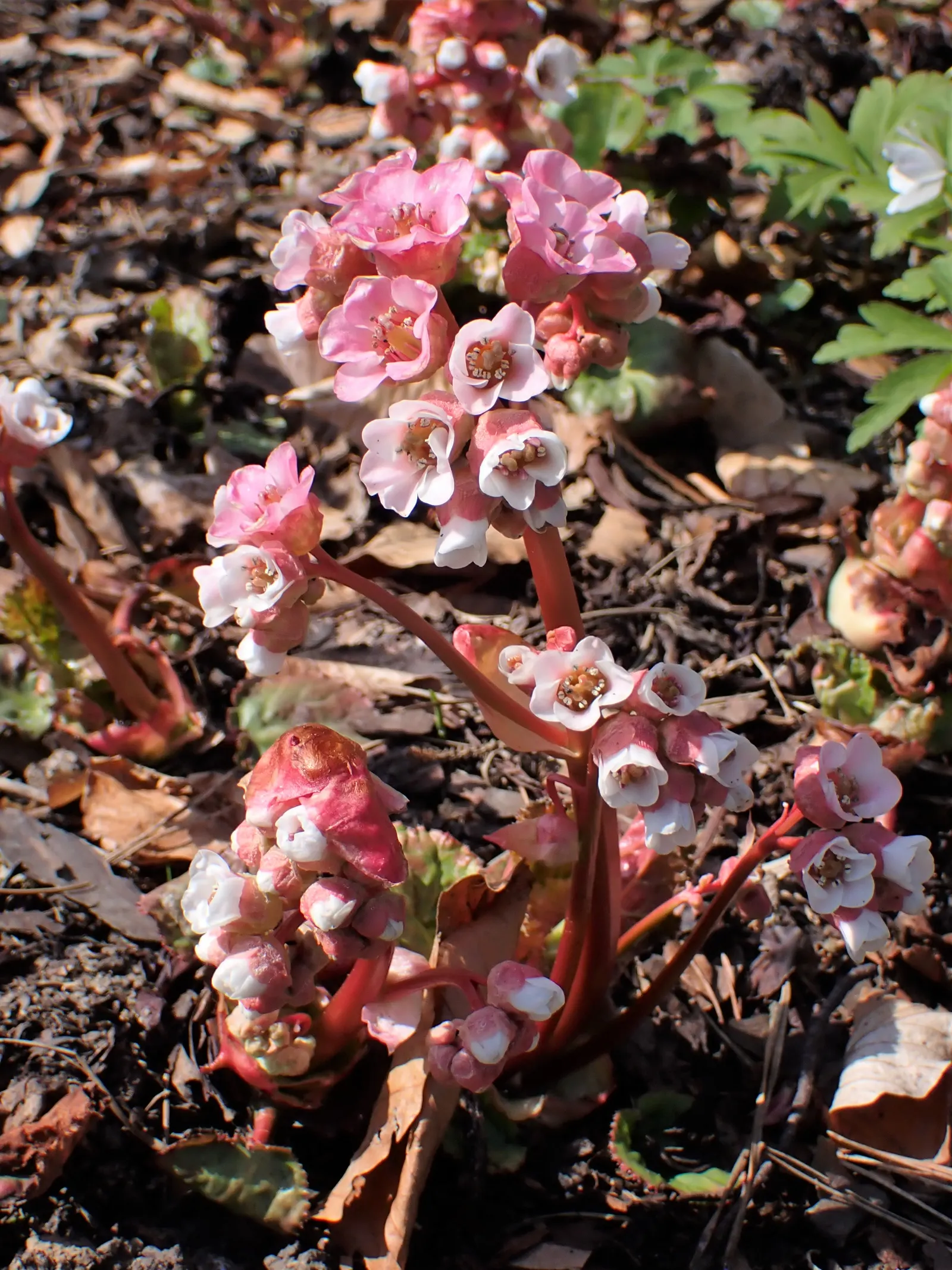 Winter Begonia (Bergenia Ciliata) — transitioning from green in the summer to reddish-bronze hues during the colder months
