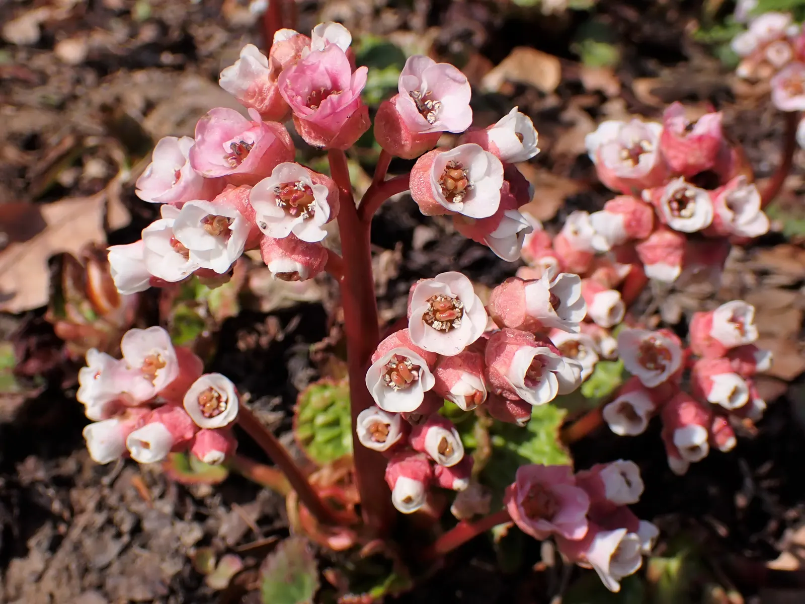 Winter Begonia (Bergenia Ciliata) — fertile soil with a pH range from 5.5 to 7.5