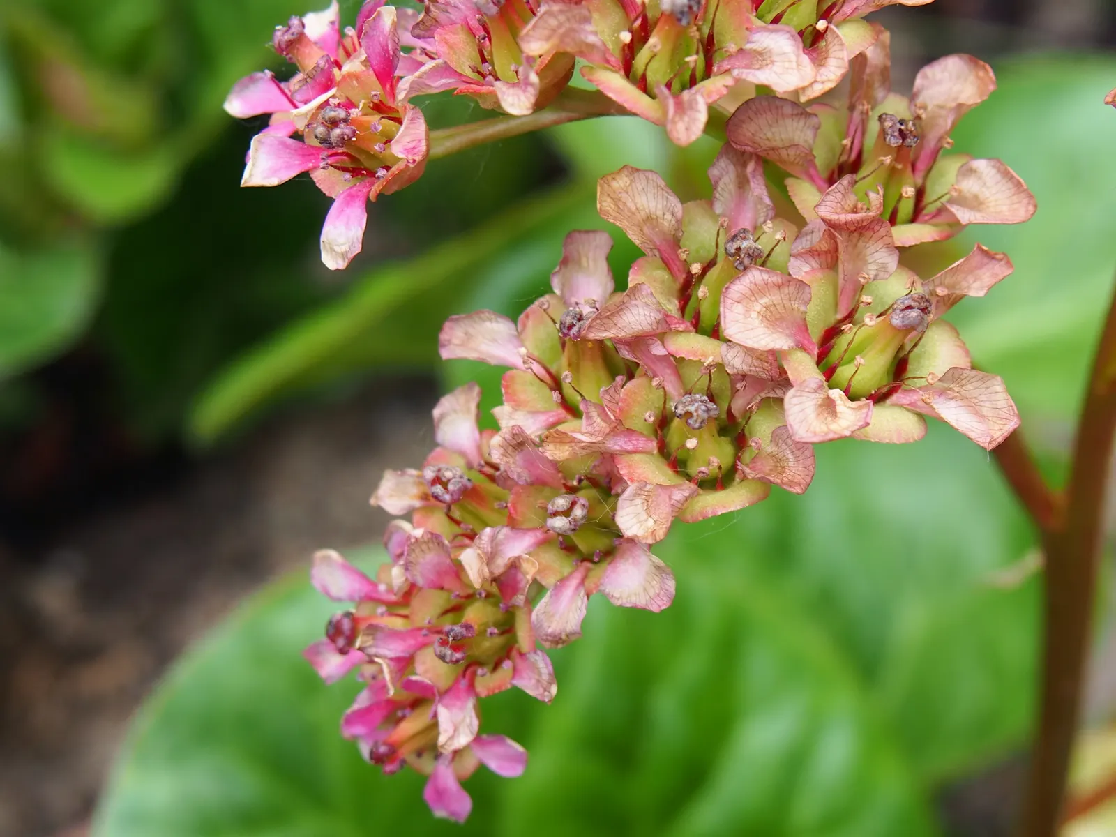 Winter Begonia (Bergenia Ciliata) — though it will tolerate some morning sun