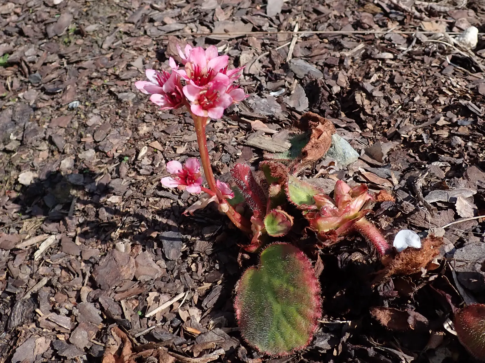 Winter Begonia (Bergenia Ciliata) — making it a captivating addition to any landscape design