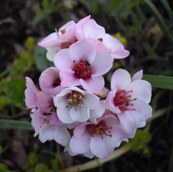 Winter Begonia (Bergenia Ciliata) — it should be planted in well-drained; regular watering is essential, especially during prolonged dry spells, to keep the