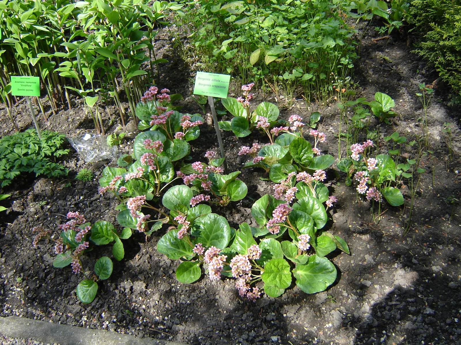 Winter Begonia (Bergenia Ciliata) — This robust groundcover typically reaches a height of about 12 to 18 inches; fertile soil with a pH range from 5.5 to 7.5