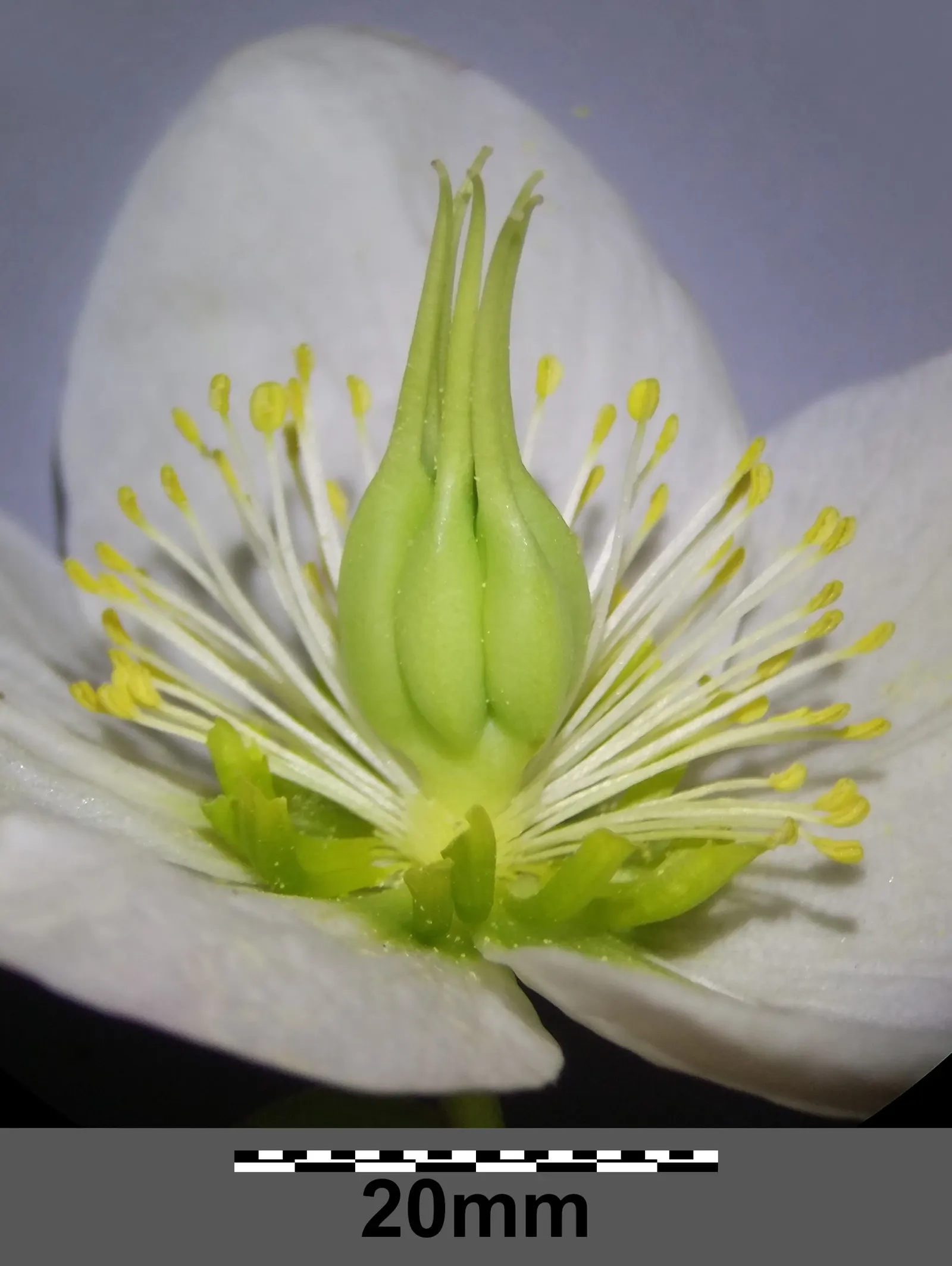Christmas Rose (Helleborus Niger) — depending on regional climate; it is ideal for ground cover or border accents, image 73