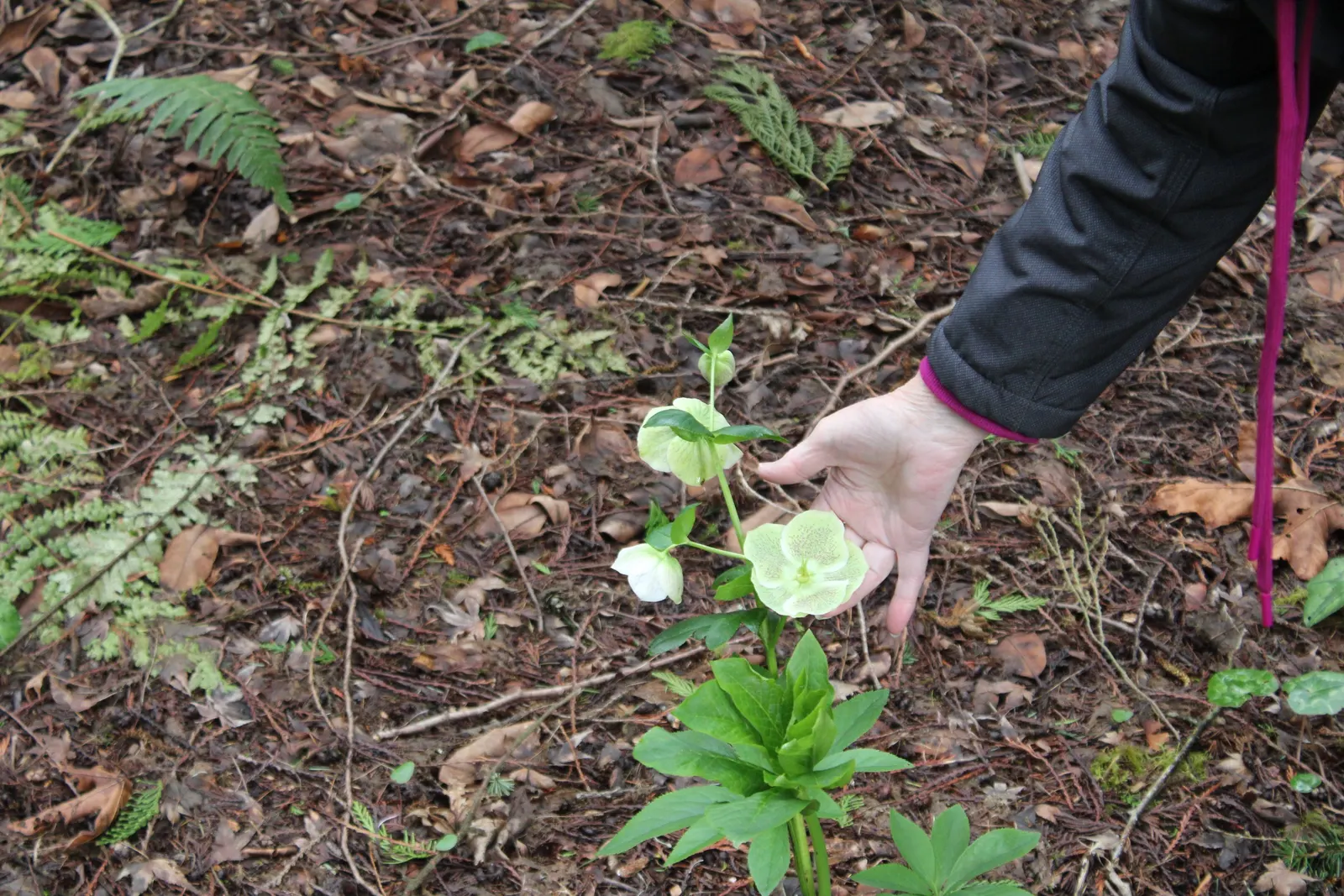 Christmas Rose (Helleborus Niger) — The flowers are its most notable feature; they bloom from late December into early spring; seamlessly, image 51
