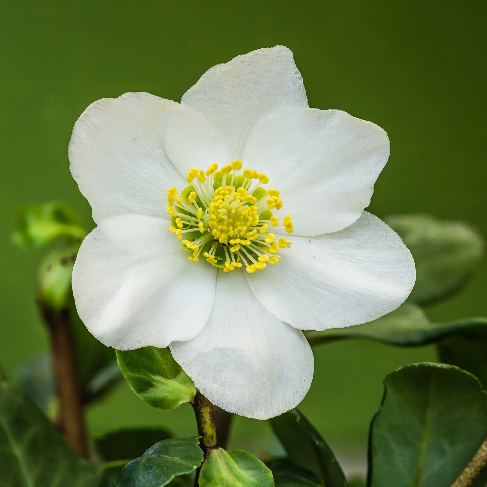 Christmas Rose (Helleborus Niger) — neutral to alkaline soil with a pH between 7.0 and 8.0; it is ideal for ground cover or border accents, image 55