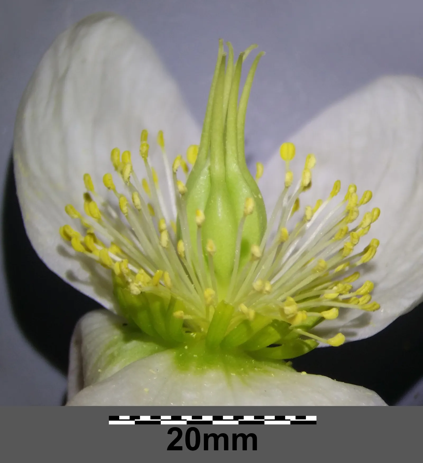 Christmas Rose (Helleborus Niger) — which may age to a pale pink; seamlessly integrating into a serene garden setting or woodland borders, image 75