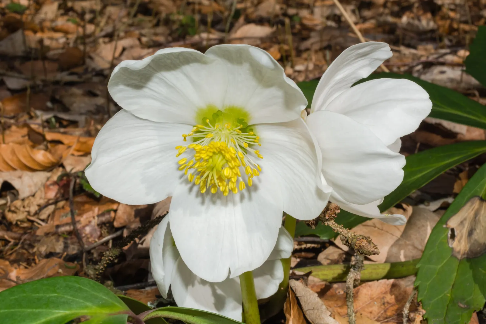 Christmas Rose (Helleborus Niger) — perennial with multi-colored and pink and white blooms; up to 3 inches in diameter, image 62