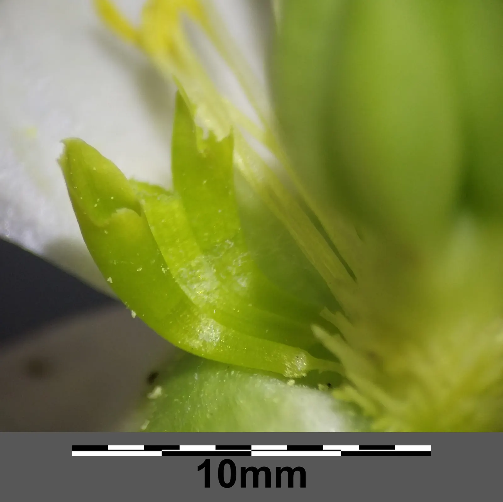 Christmas Rose (Helleborus Niger) — up to 3 inches in diameter, image 74