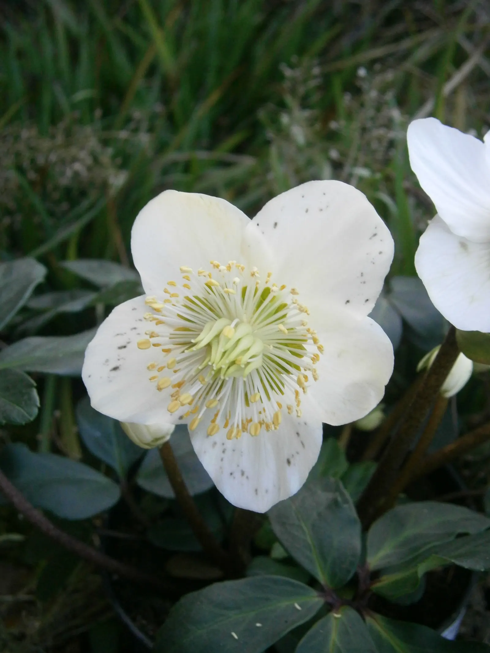 Christmas Rose (Helleborus Niger) — With a mature spread of up to 18 inches and a height of 12-15 inches; seamlessly integrating into a serene, image 66